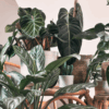 look after houseplants