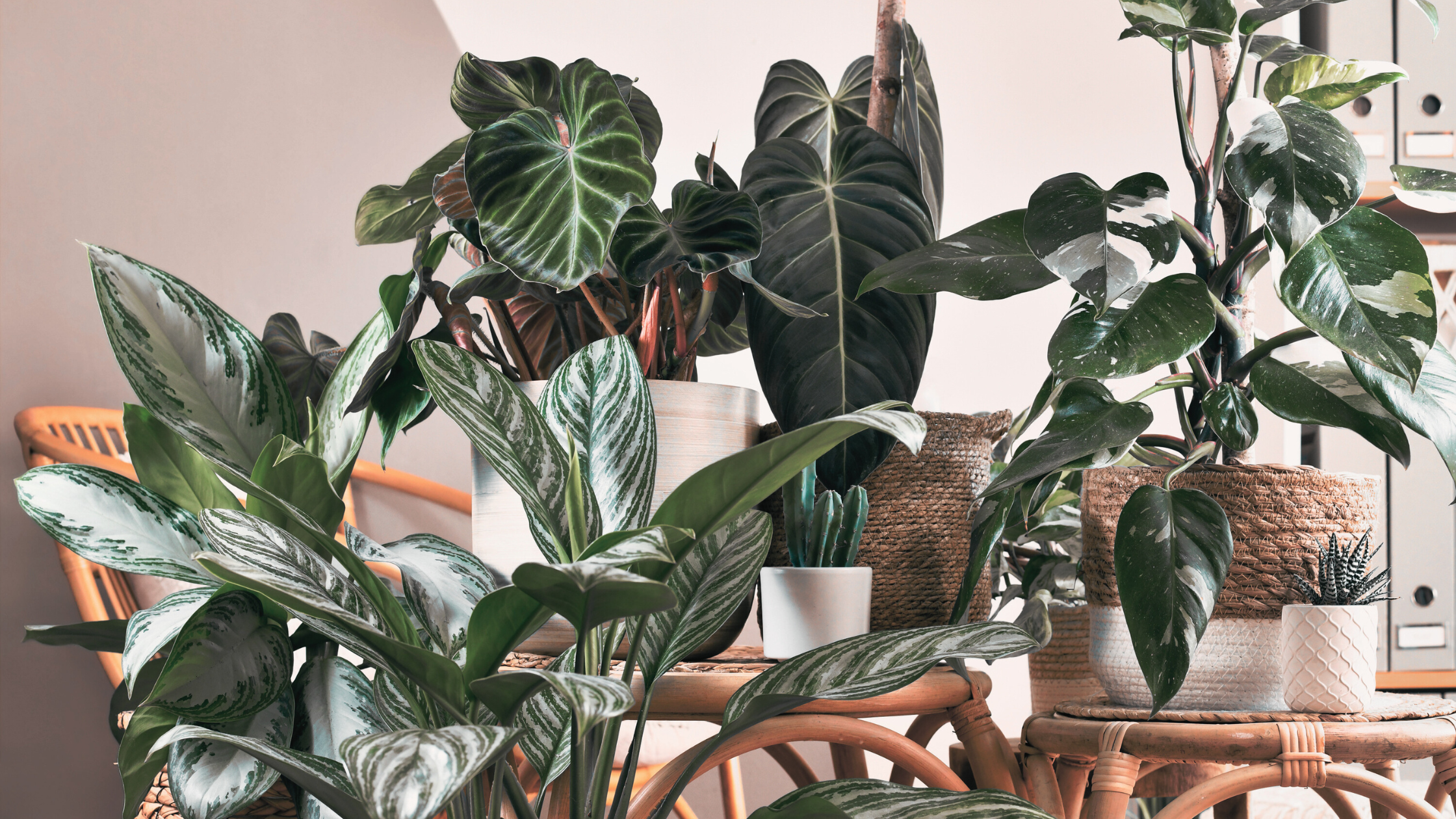 Look After Houseplants Like a Pro: 8 Smart and Confident Tips for Summer