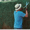 keep summer pests away
